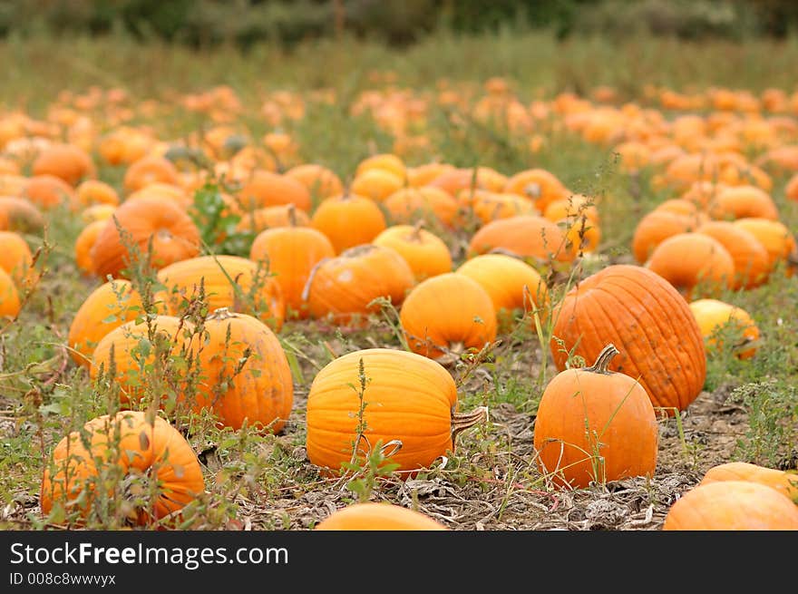 Lots of Pumpkins ready to be picked. Lots of Pumpkins ready to be picked