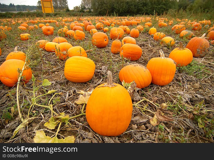 Pumpkin in the field ready to be picked. Pumpkin in the field ready to be picked