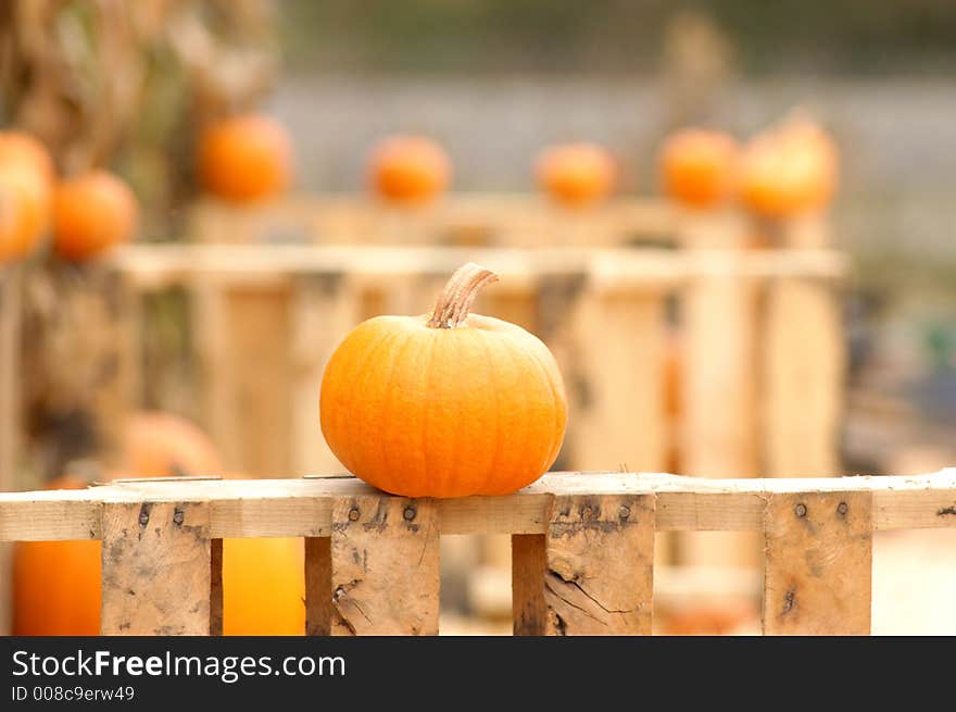 One single pumpkin