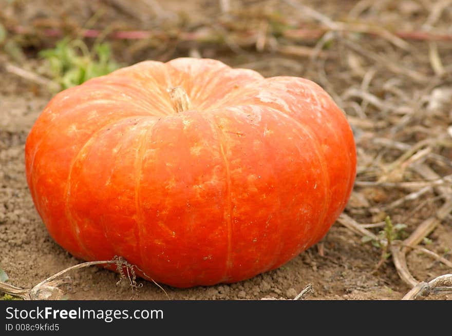 Red pumpkin in the field. Red pumpkin in the field