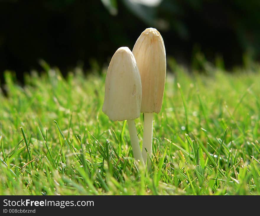 Toadstools