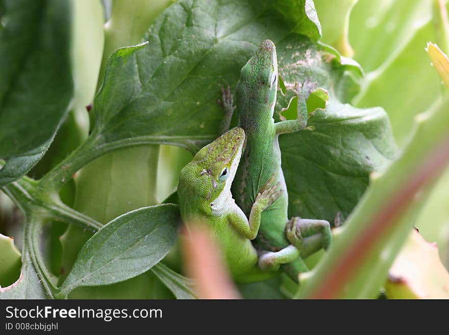 Close-up of mating lizards