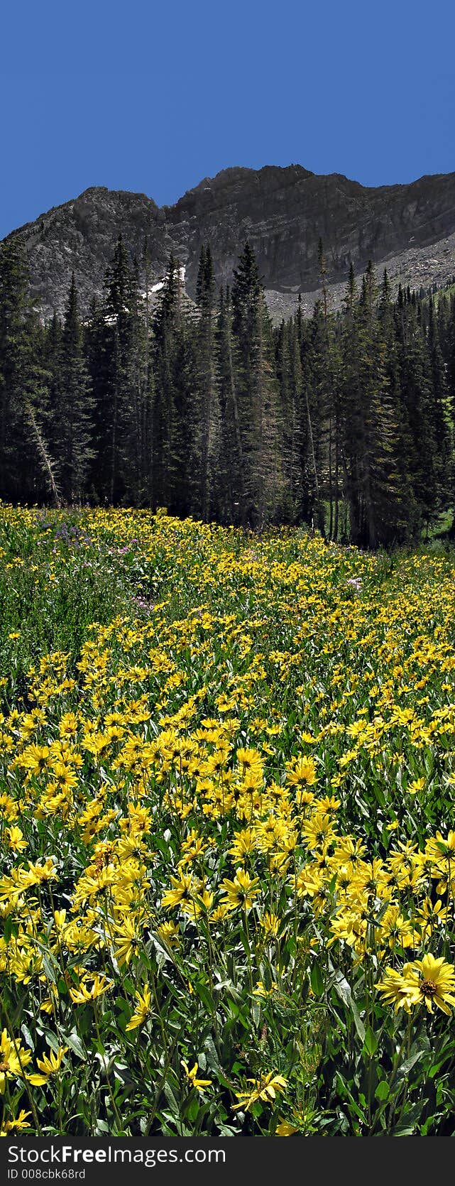 Albion basin sunflower and mountain vertical panoramic alta utah. Albion basin sunflower and mountain vertical panoramic alta utah