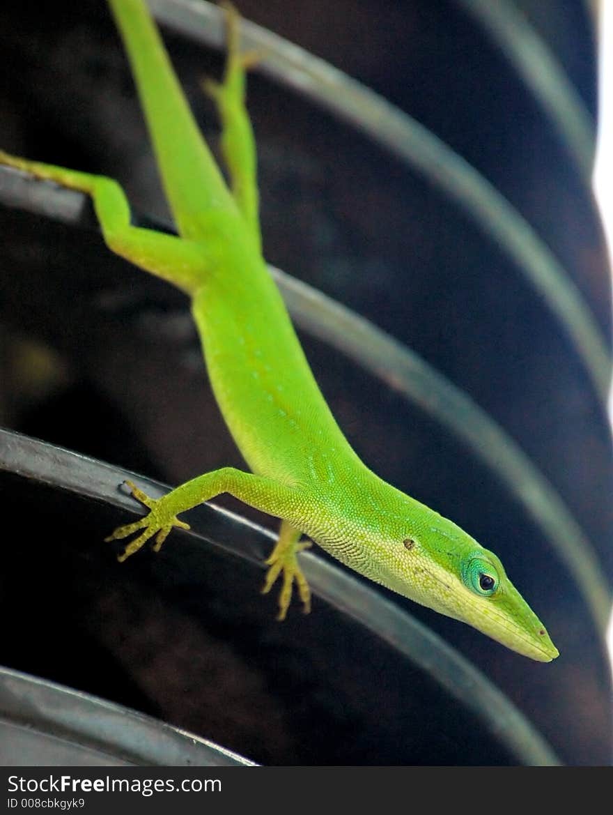 A green lizard crawling around. A green lizard crawling around.