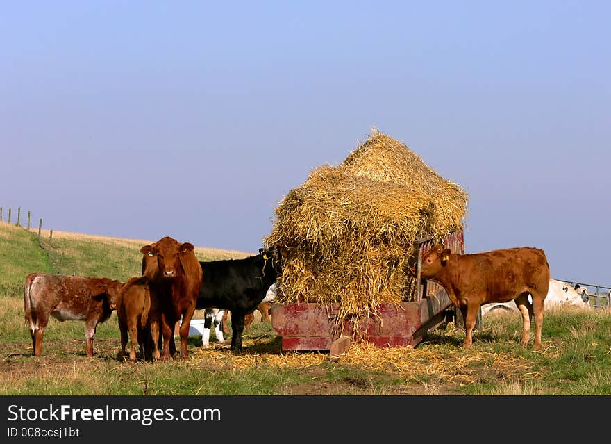 Cattle Feeding