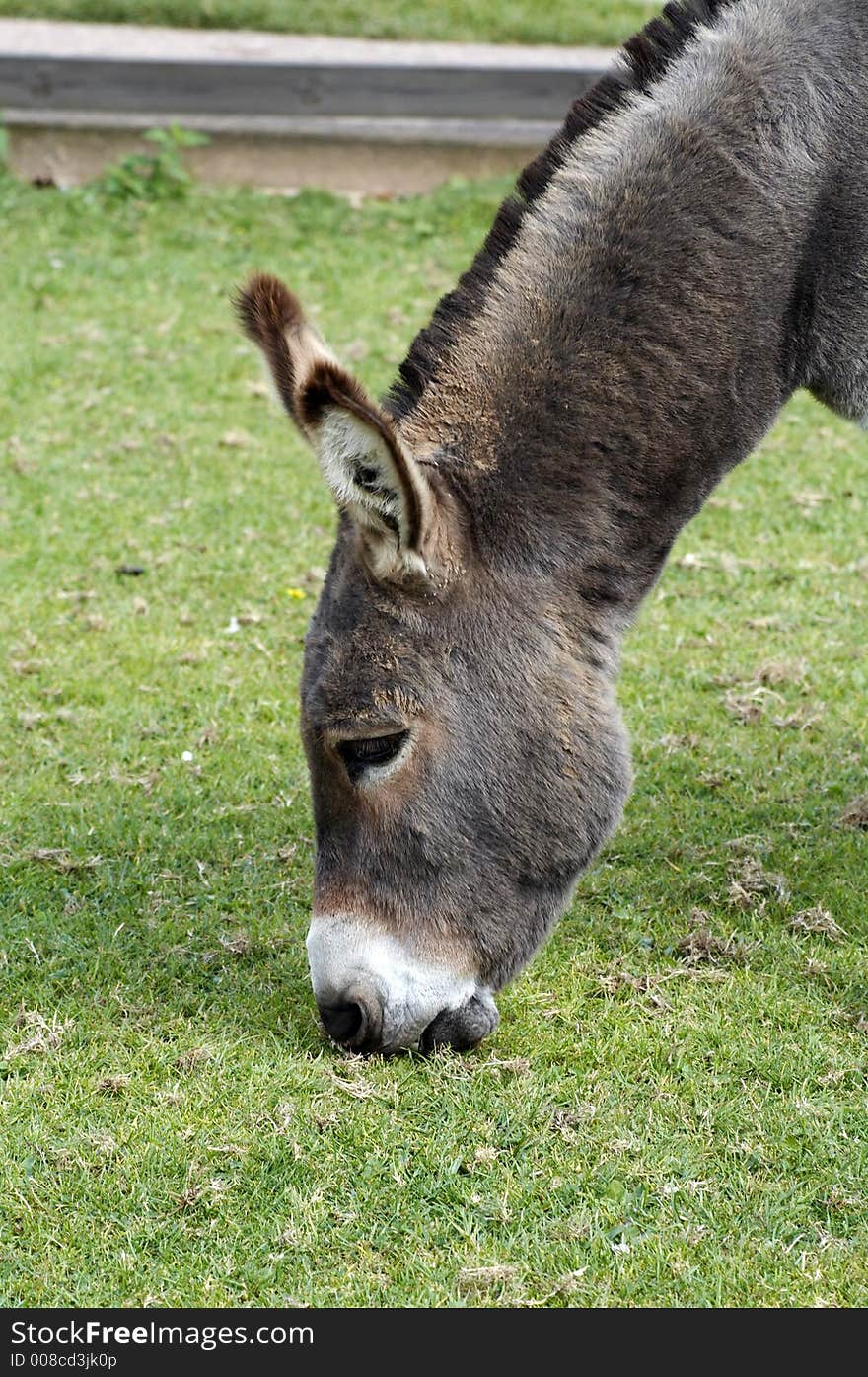 Donkey eating