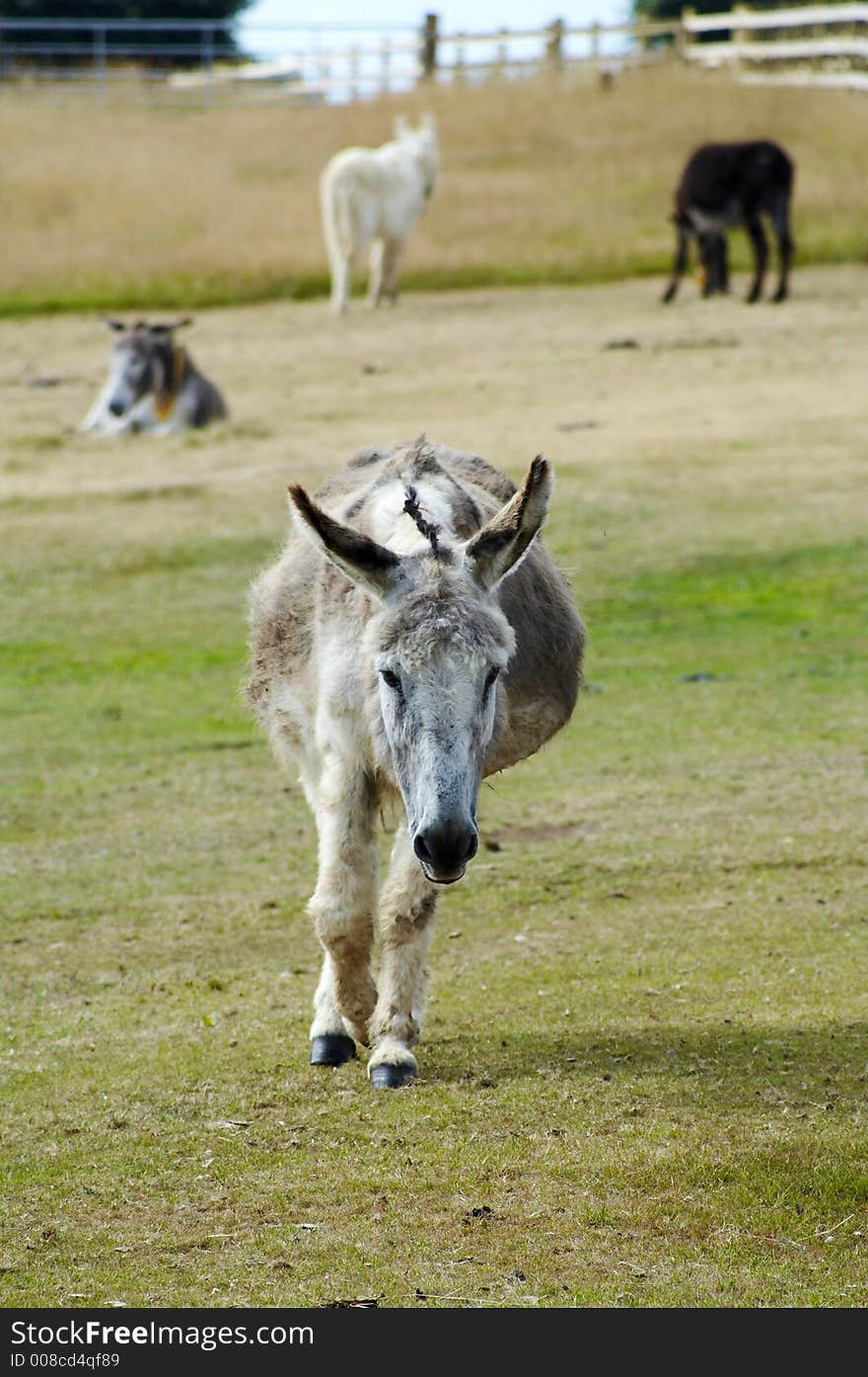 Donkey walking