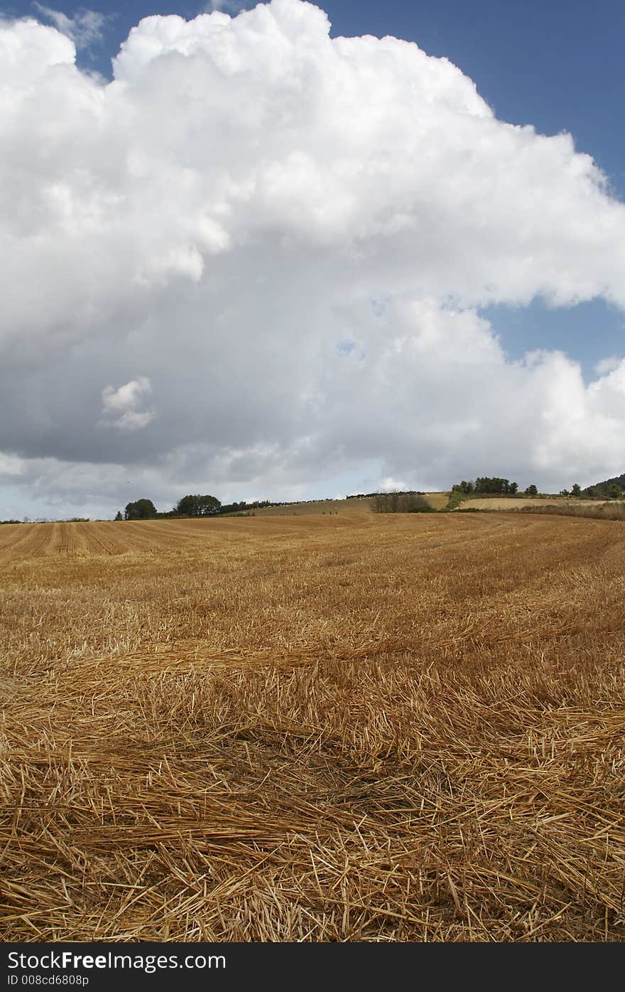 Ploughed cornfield