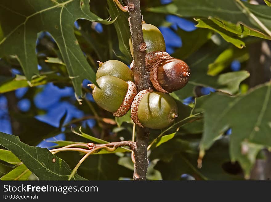 A cluster of acorns still in the tree.