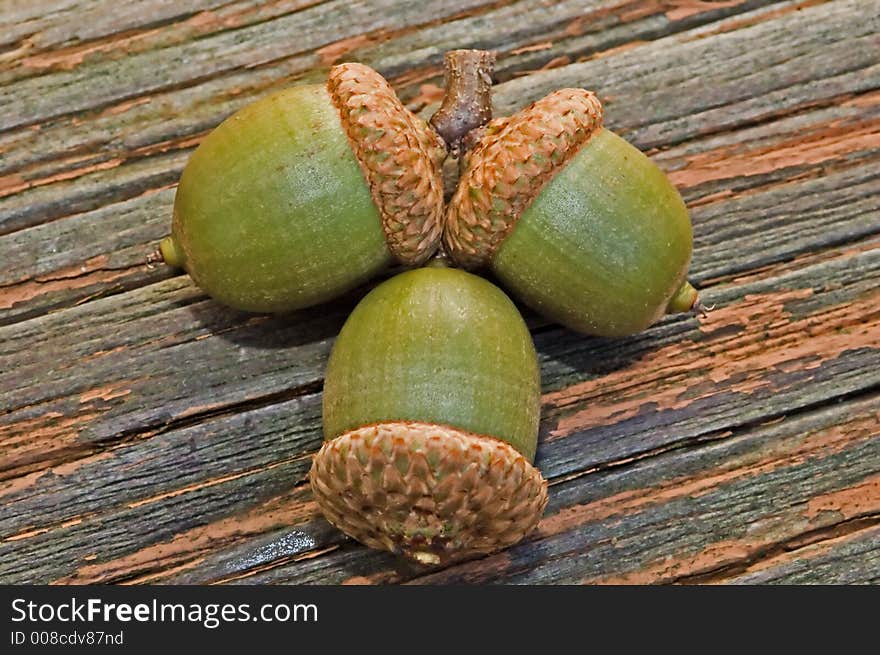 An image of three fallen acorns. An image of three fallen acorns