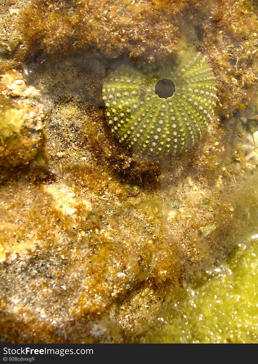 A closeup of a sea urchin