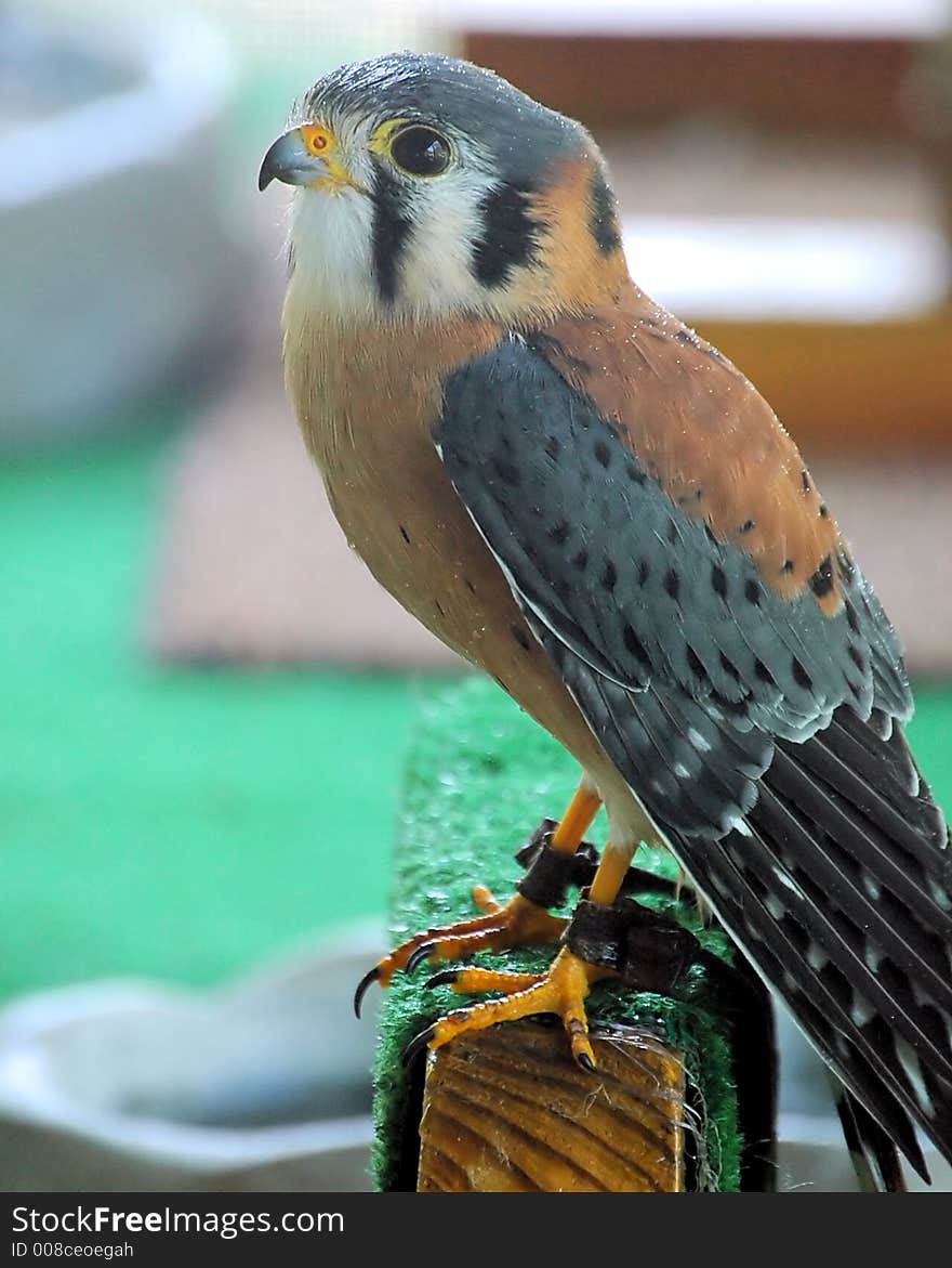 Captive / rehabilitated Kestral on perch. Captive / rehabilitated Kestral on perch