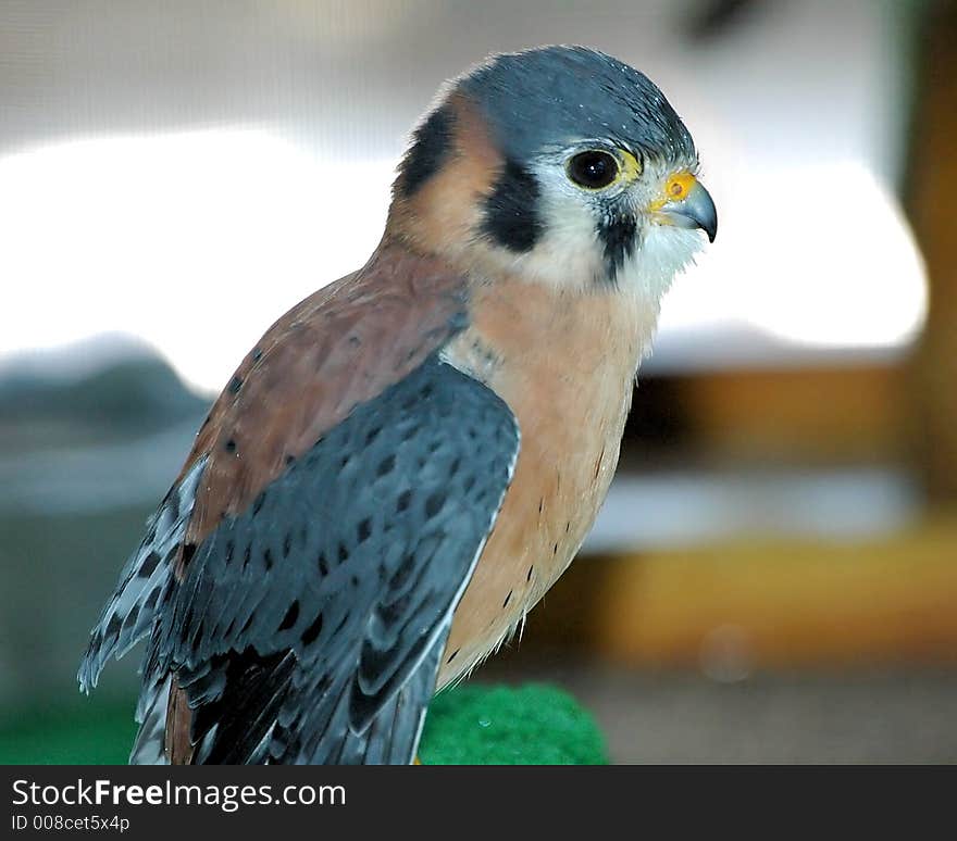 Captive / rehabilitated Kestral on perch. Captive / rehabilitated Kestral on perch