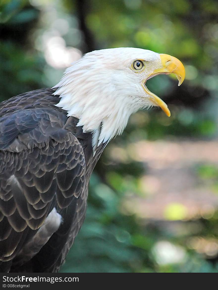 Injured and rehabilitated captive Bald Eagle. Injured and rehabilitated captive Bald Eagle