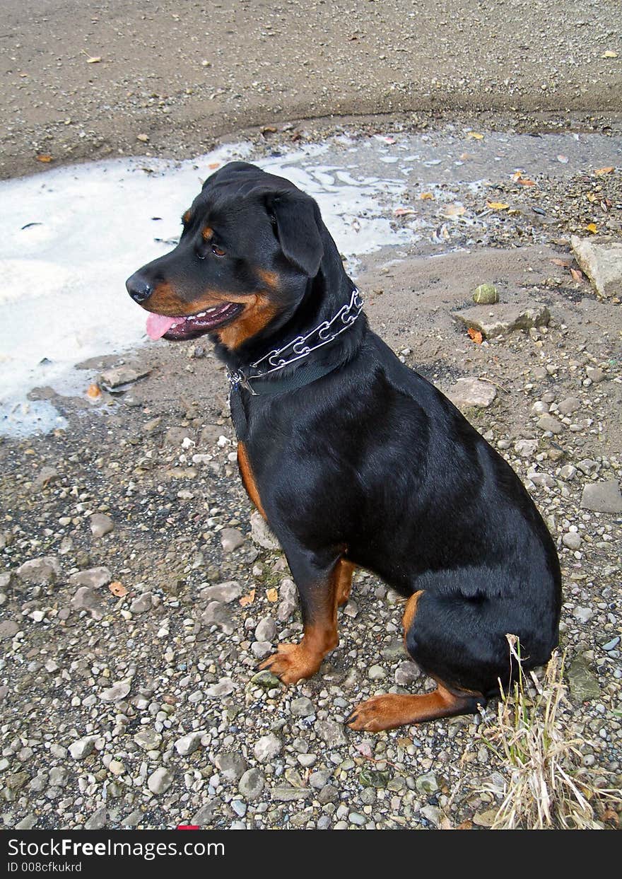 Young female Rottweiler posing on the beach. Foaming river runoff in background. Young female Rottweiler posing on the beach. Foaming river runoff in background.