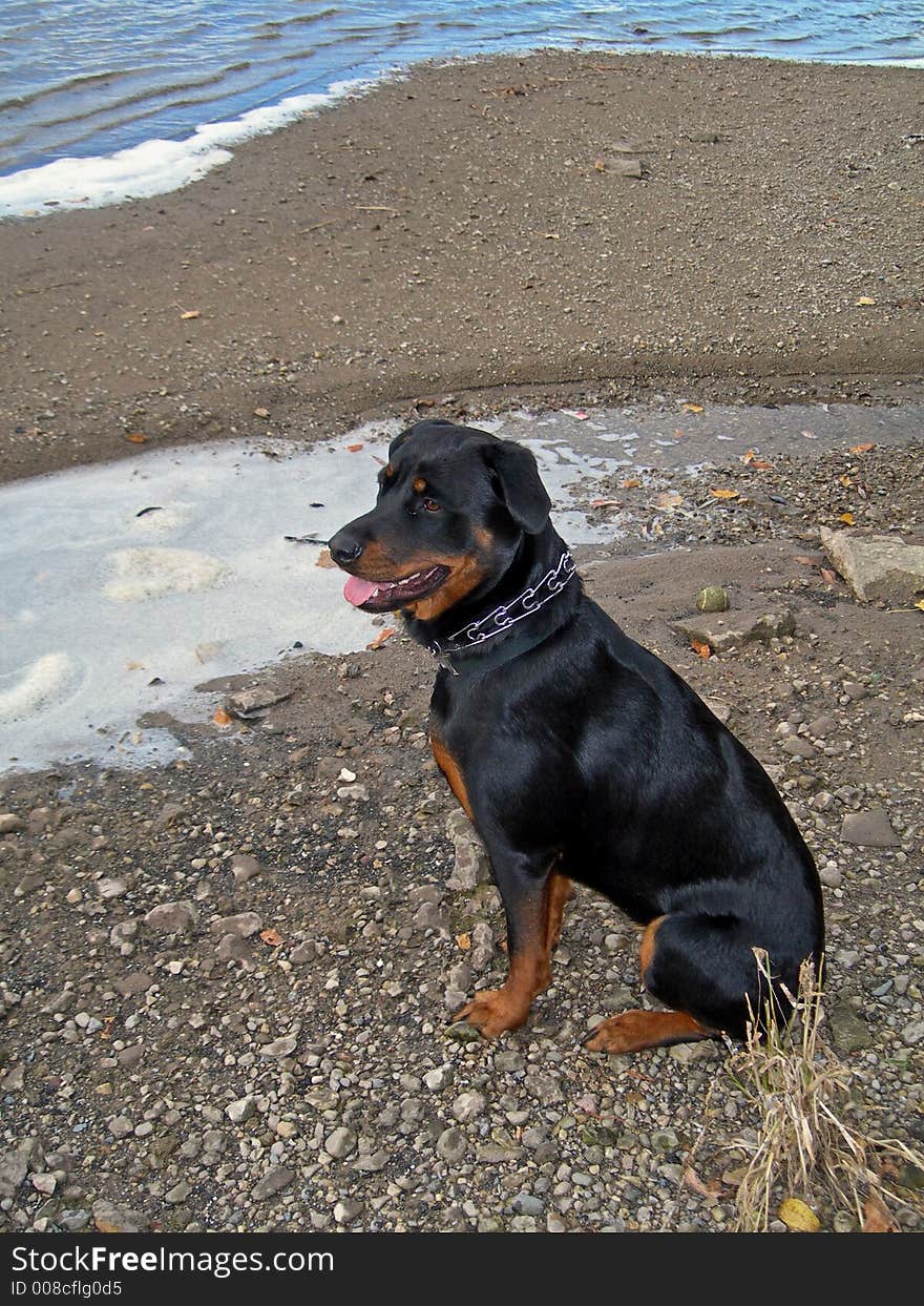 Young female Rottweiler posing on the beach near the river. Young female Rottweiler posing on the beach near the river.