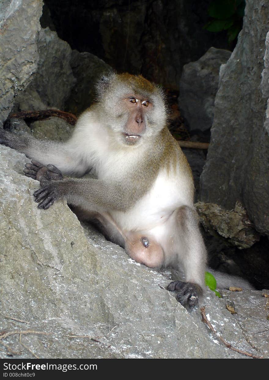 Male Monkey