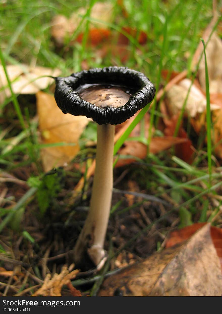 Black-Rimmed Mushroom