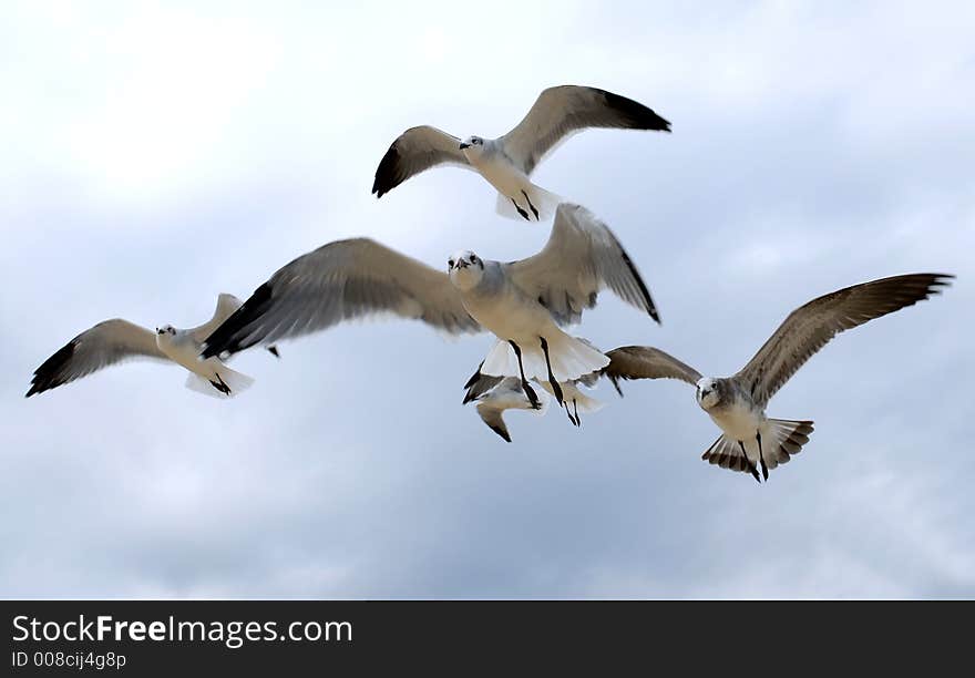 Flock of Seagulls