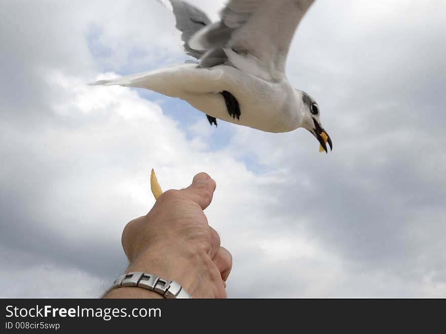 Feeding The Bird