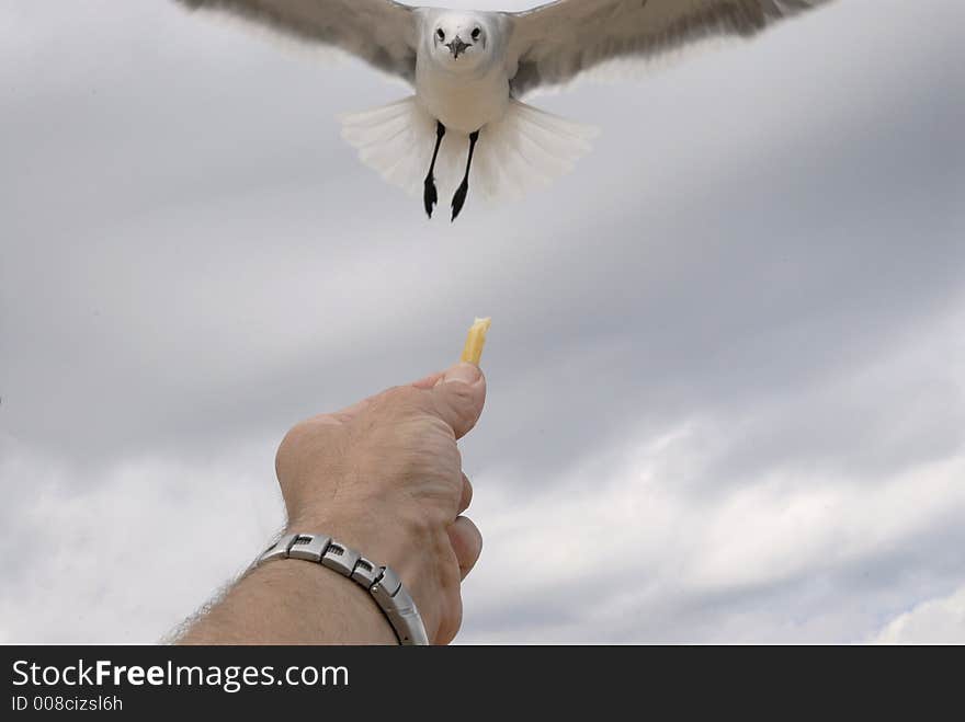 Bird Coming for Food