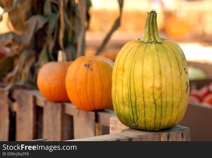 Green and Yellow Pumpkin lined up. Green and Yellow Pumpkin lined up