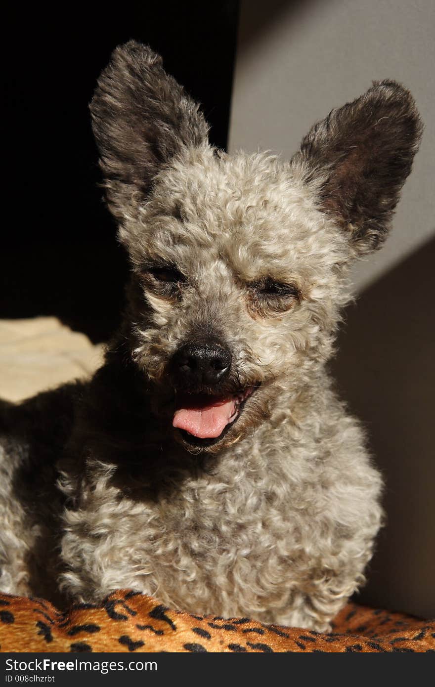 A Terri-Poo enjoys the warm ray of morning sun shining onto his bed. A Terri-Poo enjoys the warm ray of morning sun shining onto his bed.