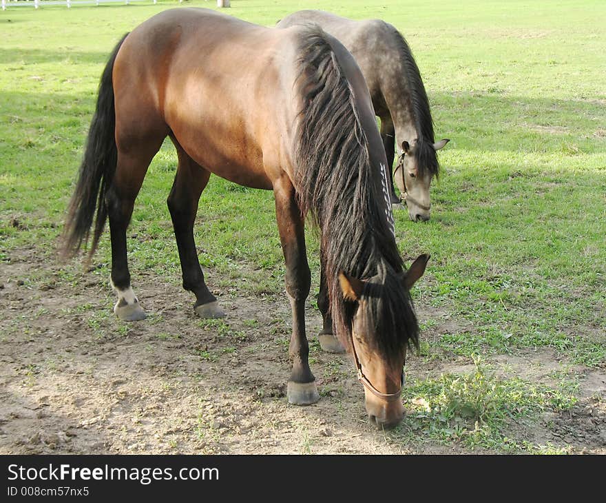 Two brown horses grazing in pasture