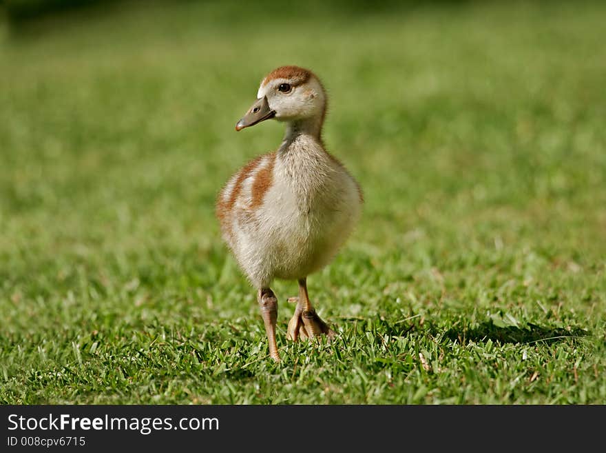 An Egyptian goose (Alopochen aegyptiacus) duckling, South Africa. An Egyptian goose (Alopochen aegyptiacus) duckling, South Africa