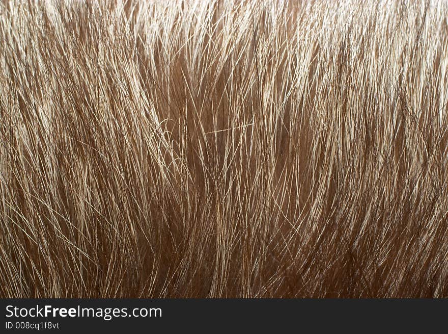 Silver fox fur background, texture, closeup