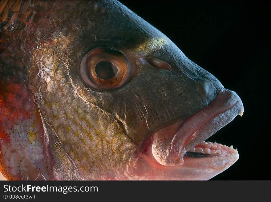 Dorada fish head