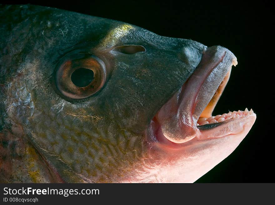 Dorada fish head