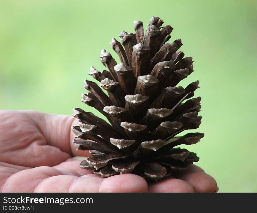 Pine cone ready for decorating for Christmas. . Pine cone ready for decorating for Christmas.