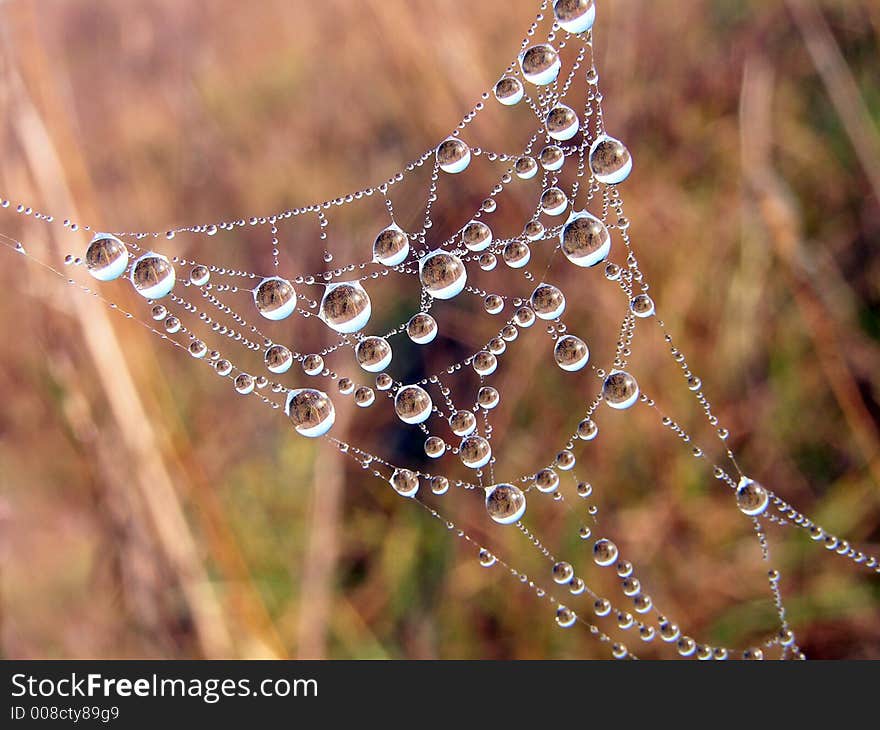 Necklace. Morning dew on a web.