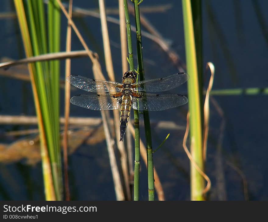 Drogonfly on the sprig - insect-hunter. Drogonfly on the sprig - insect-hunter