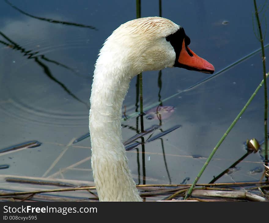 Alone white swan on the pond