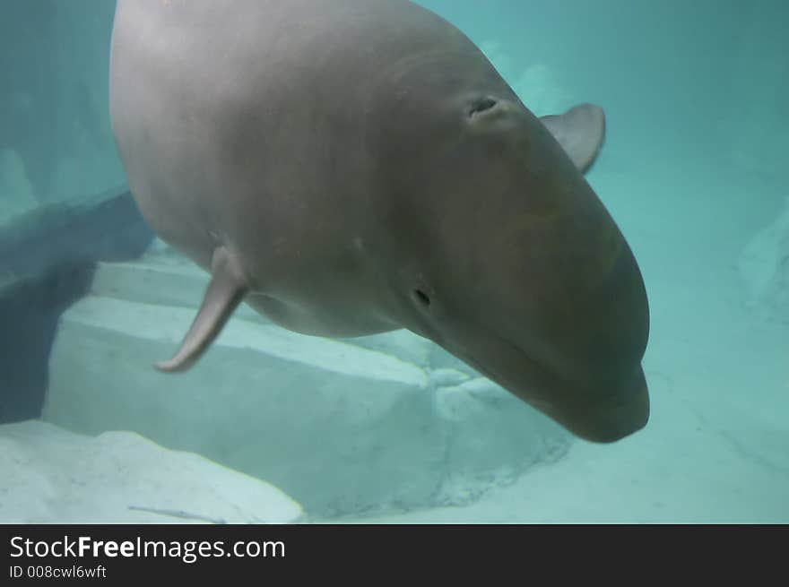 Beluga under the happy water