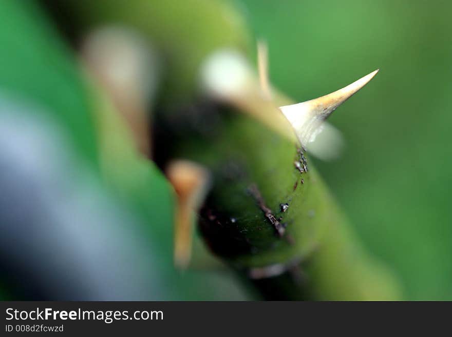 Low DOF rose bush looking down along the stem