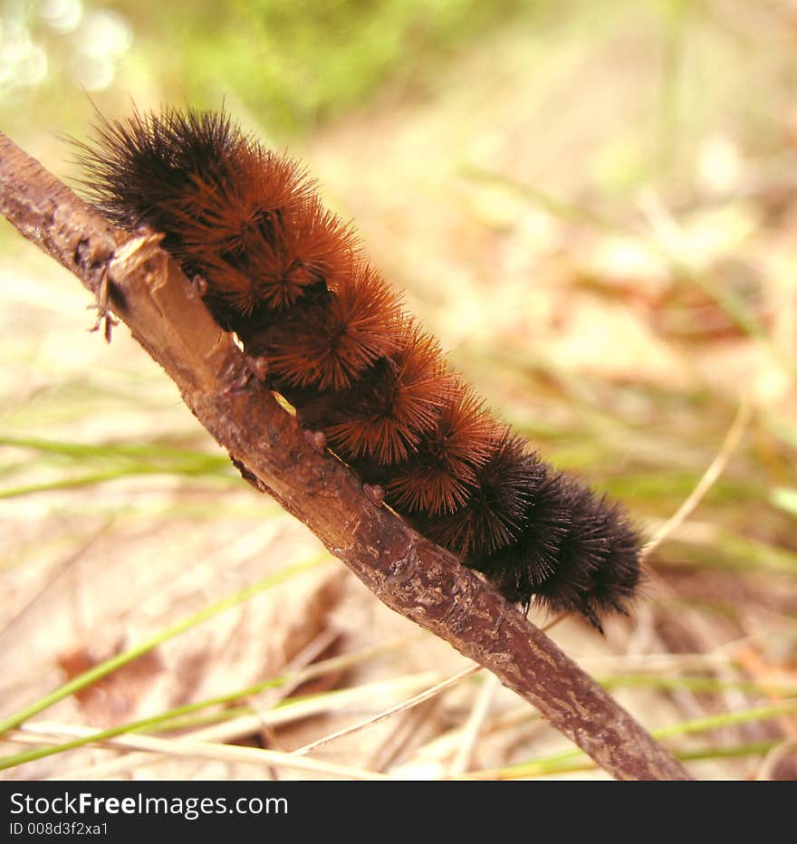 Orange and Black Caterpillar