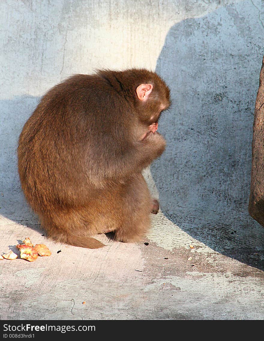 Portrait of a japanese macaque. Portrait of a japanese macaque