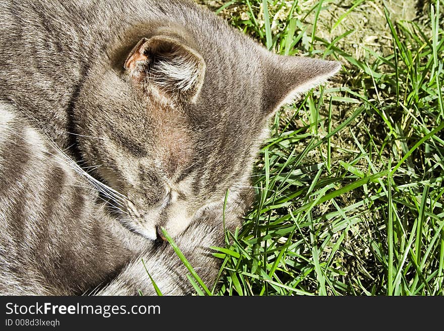 A sleeping cat in a field