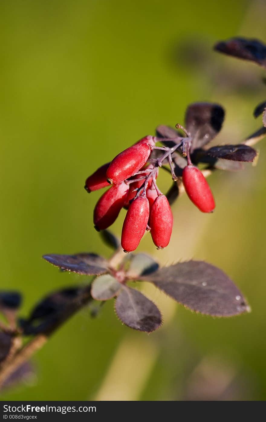 Sunlighted Barberry [2]