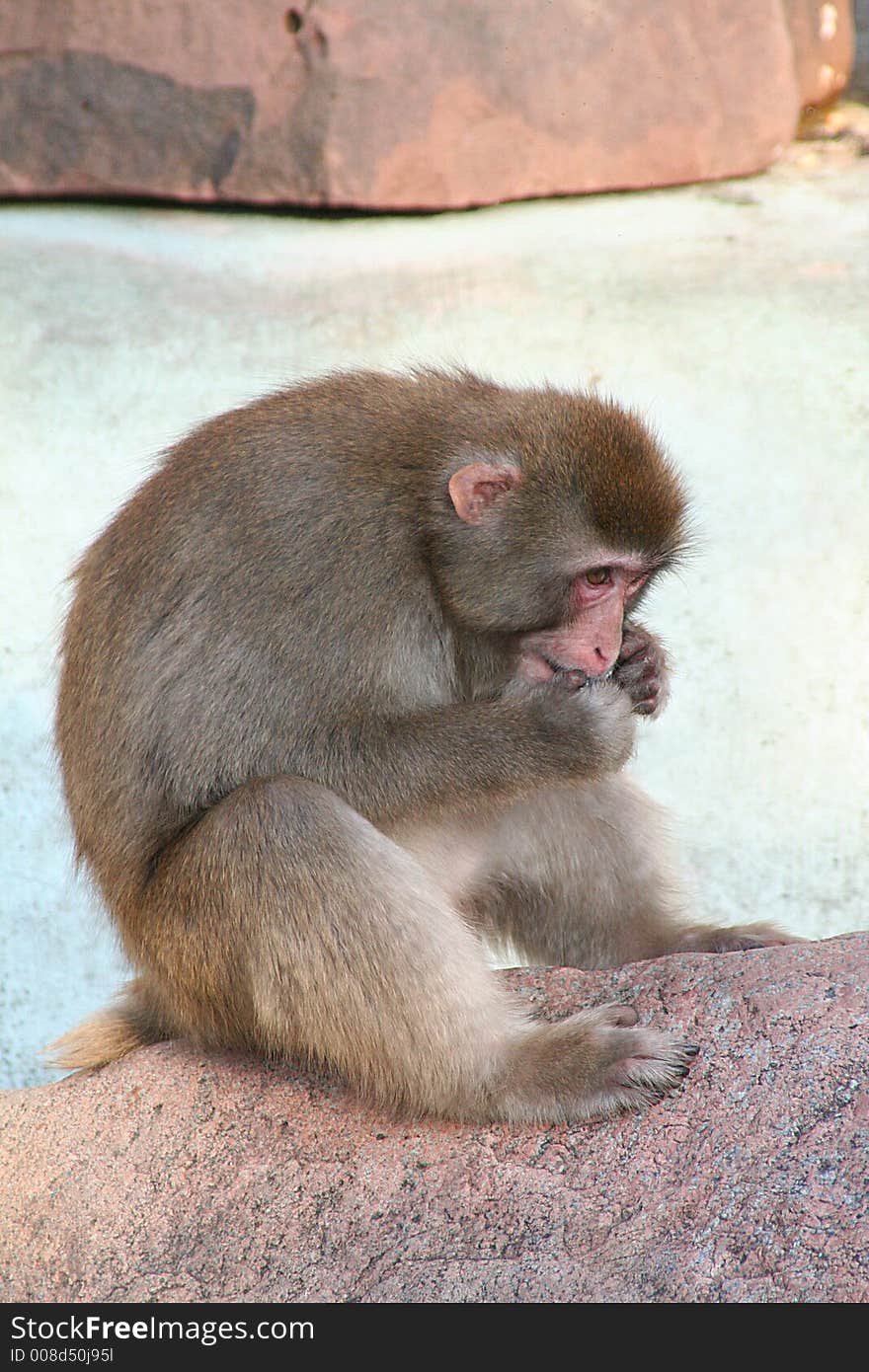 Portrait of a japanese macaque. Portrait of a japanese macaque