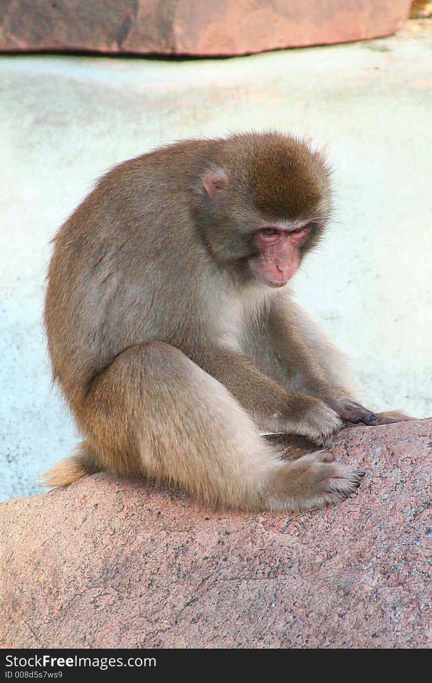 Portrait of a japanese macaque. Portrait of a japanese macaque