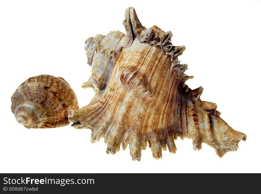 Shell 3