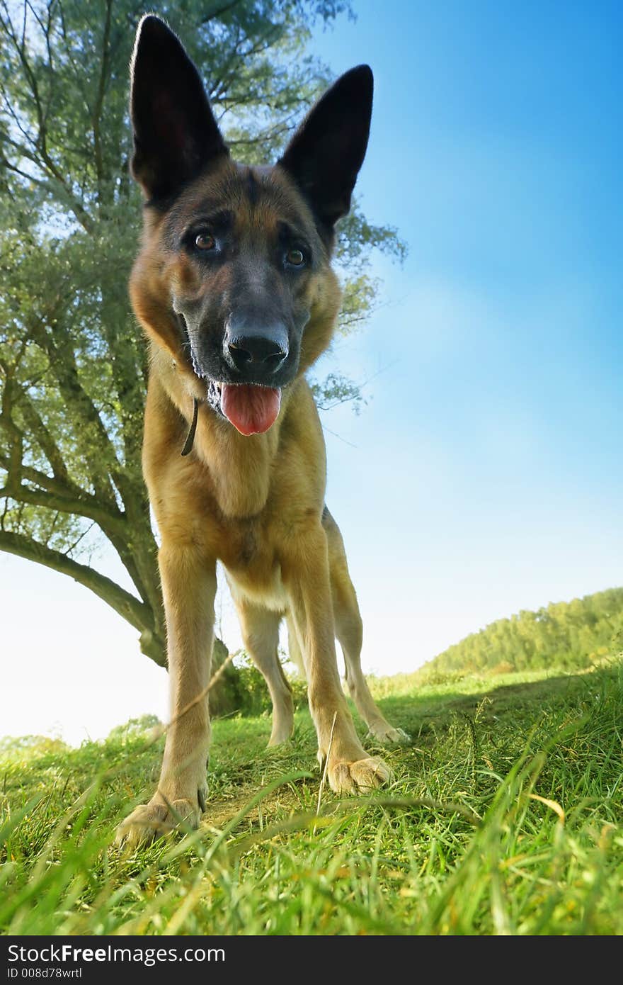 Dog looking on something interesting. Dog looking on something interesting.