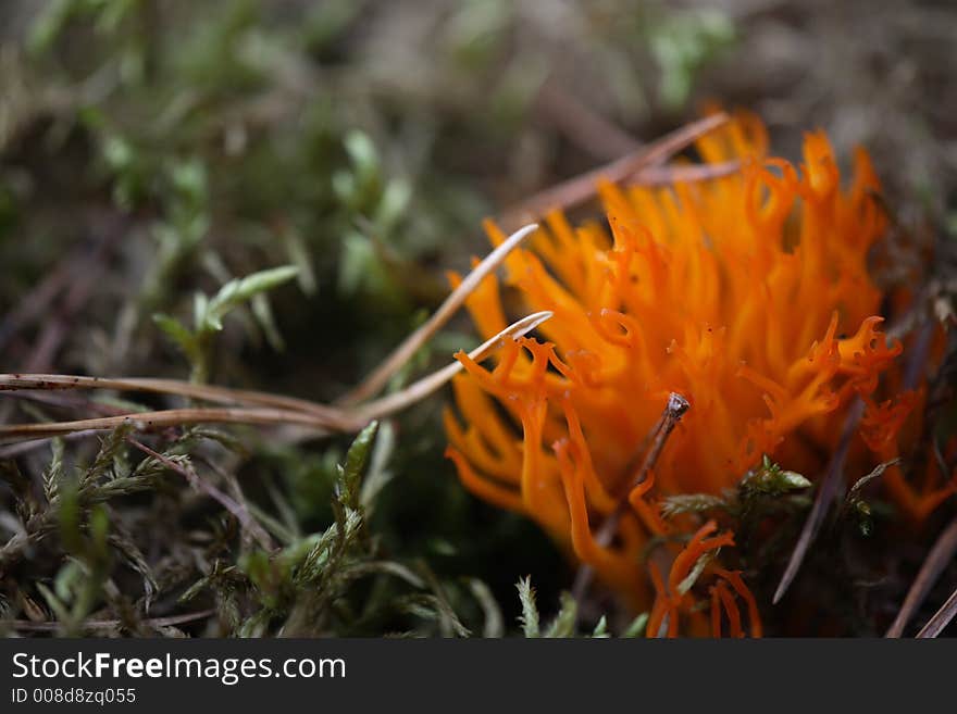 Orange Coral Fungus