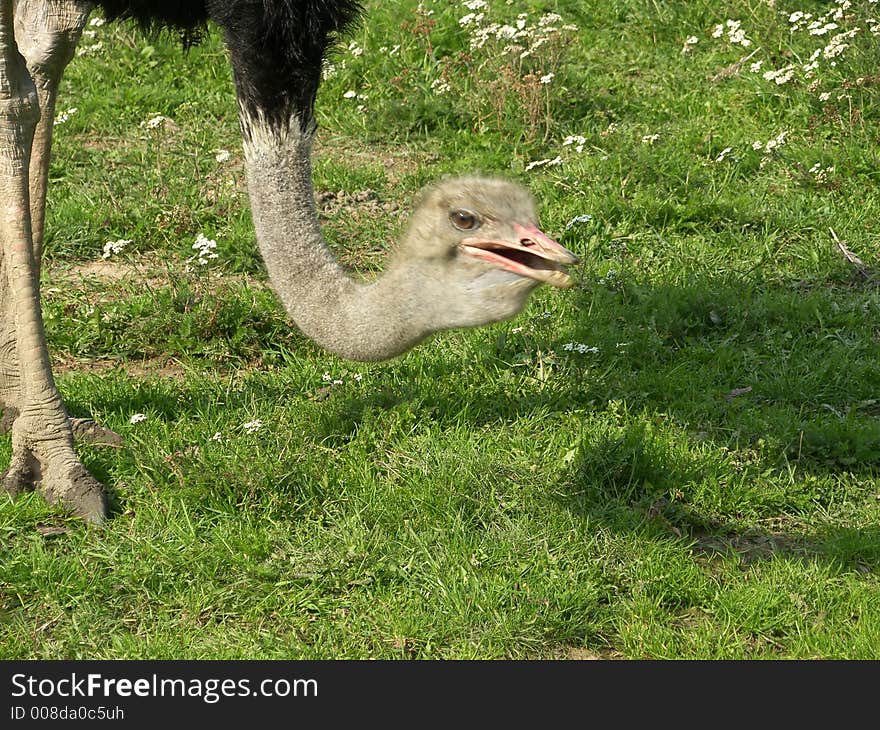 Ostrich