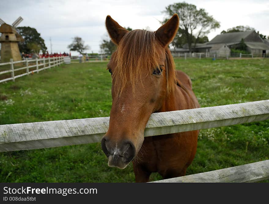 Photo of a Horse on a Ranch