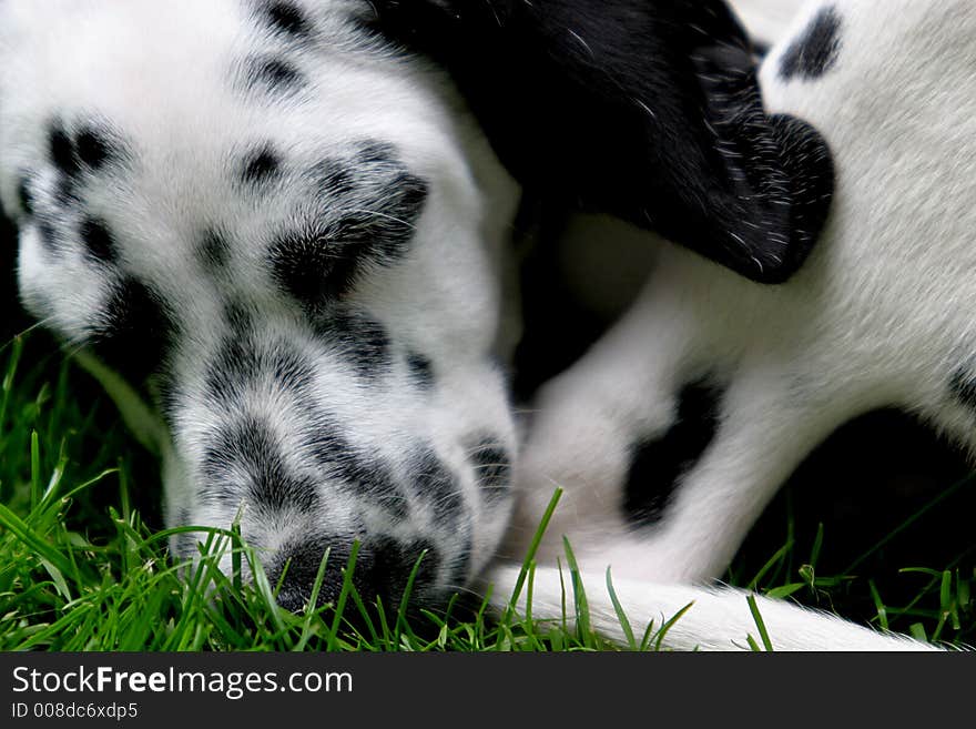 A young dalmatian dog, named Oliver. A young dalmatian dog, named Oliver.